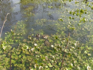 Frog orgy in bottom pond